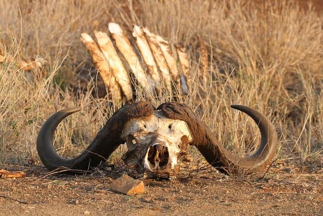 Kruger Park - Full day - Private open safari vehicle