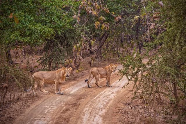 Rajkot to Gir National Park