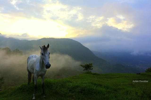 Horse riding tour