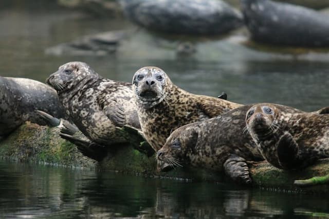 Vancouver City and Nature Waterfront Sightseeing Boat Tour