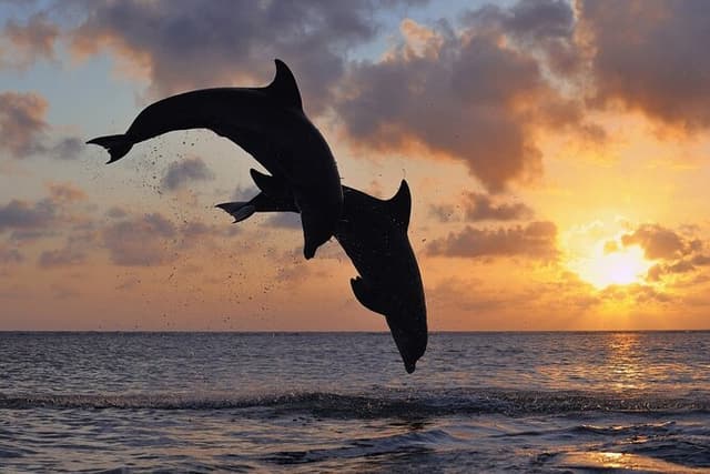 Dolphin watching at sunset with aperitif and bath