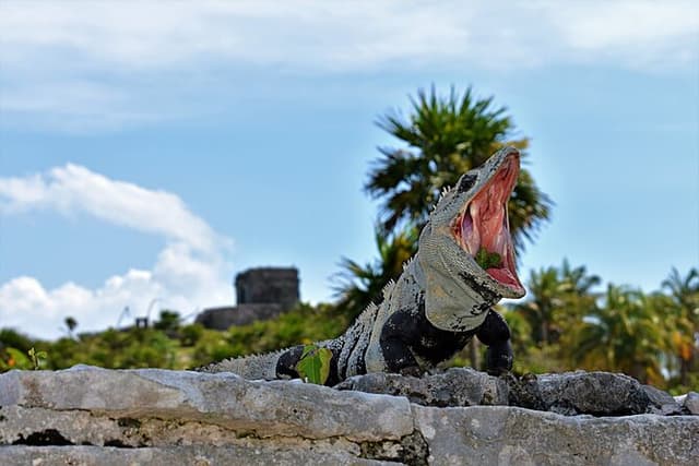 Tulum Guided Tour and Cenote Swim from Playa del Carmen