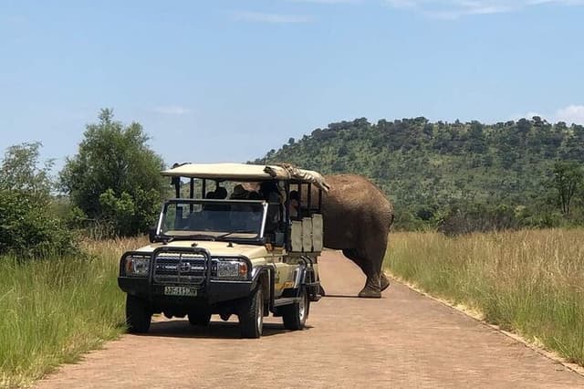 Pilanesberg National Park Full Day Guided Tour( Safari Experience)