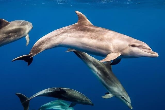 Dolphin Tour, Kuza Cave, Secret Garden, Prison Tour, Salaam Cave
