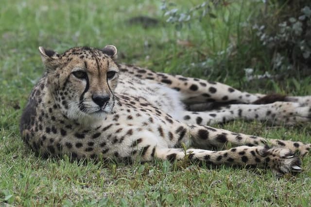 The Private Wildlife Tour