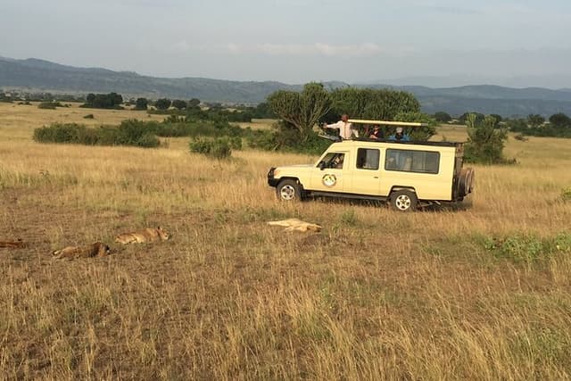 5 Days Gorillas & Chimpanzee Trekking Safari in Uganda