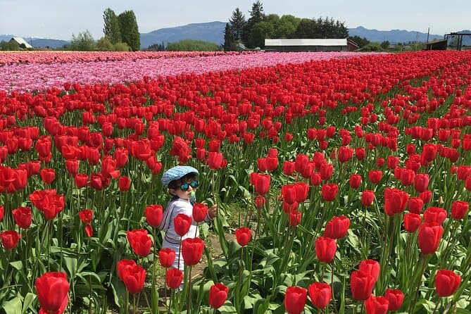 Best Skagit Valley Tulip Festival Tours from Seattle