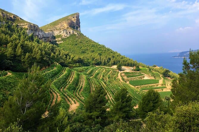 Premium Bandol & Cassis Wine Tasting Experience near Marseille