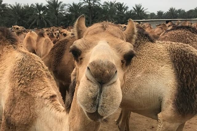 Full Day Sightseeing Tour in Bahrain