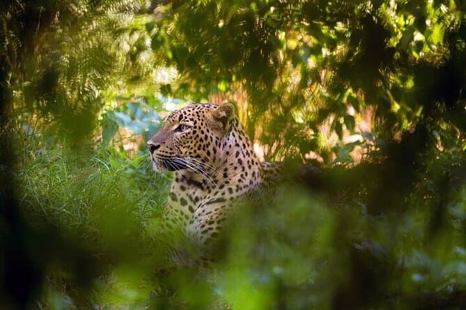 Top-Rated Wilpattu Jeep Safaris from Negombo