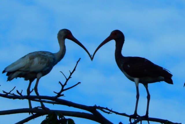 Astonishing Mangroves & Dry forest /Chocolate experience trip