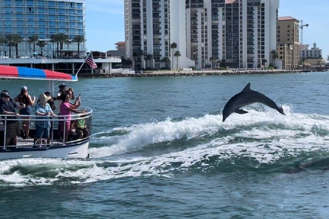 Best Clearwater Dolphin Cruise & Wildlife Adventures