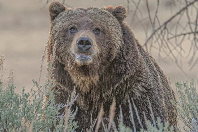 Yellowstone Lower Loop VIP Full-Day Private Tour with Lunch