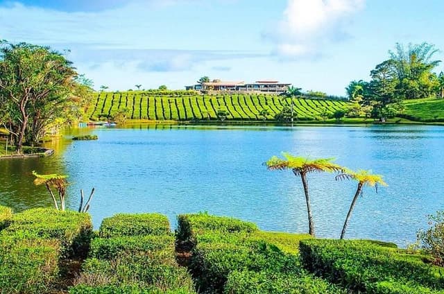 The East Discovery Tour: Bois-Cheri Tea Factory, Blue-Bay Marine Park & Lunch