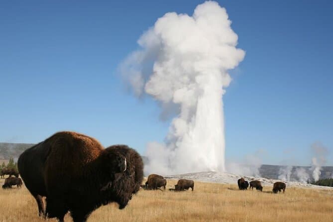 Compare Top Yellowstone Lower Loop Tours