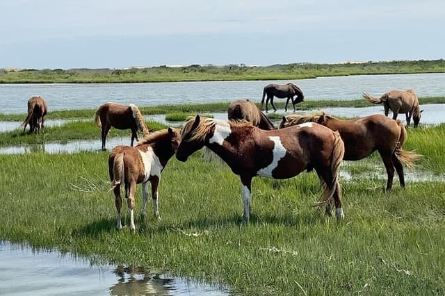 OC Bay Hopper - Assateague Island Cruise