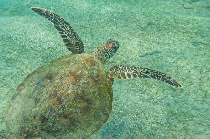 Experience Magical Night Scuba Diving in Mirissa, Galle