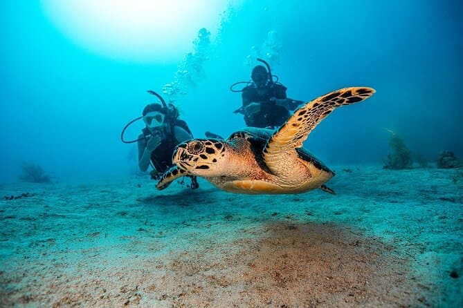 Best Scuba Diving Adventures in Fujairah from Dubai
