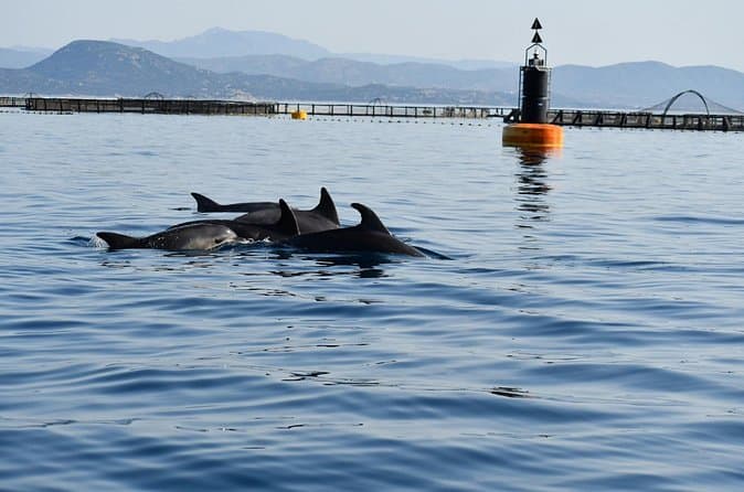 Best Dolphin Watching Tours in Cagliari