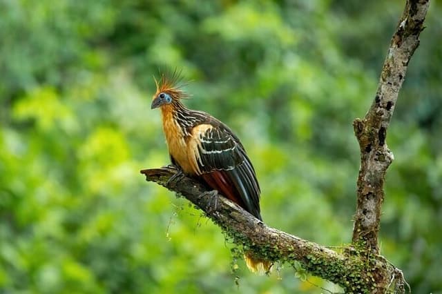 6-Day Amazon Cuyabeno & Papallacta Adventure
