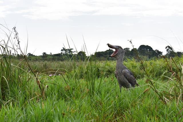 Entebbe Eco Tour - Full Day (Private)