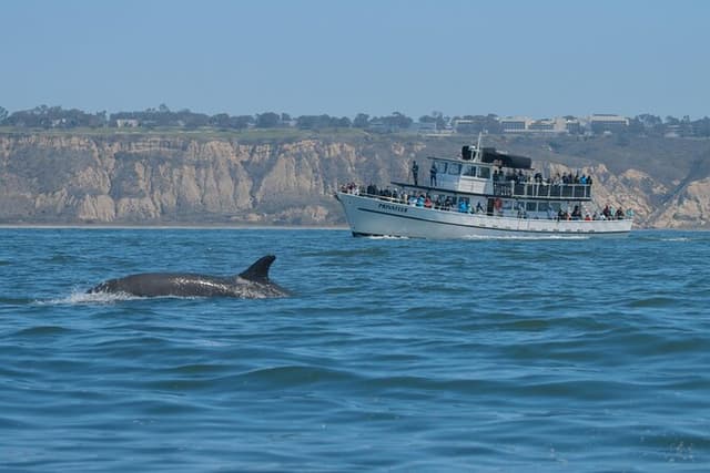 San Diego Whale Watching & Dolphin Cruise