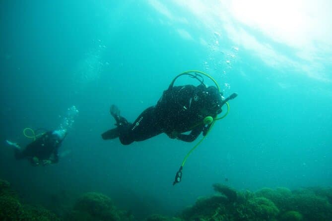 Explore Top Sharks Bay Diving Tours