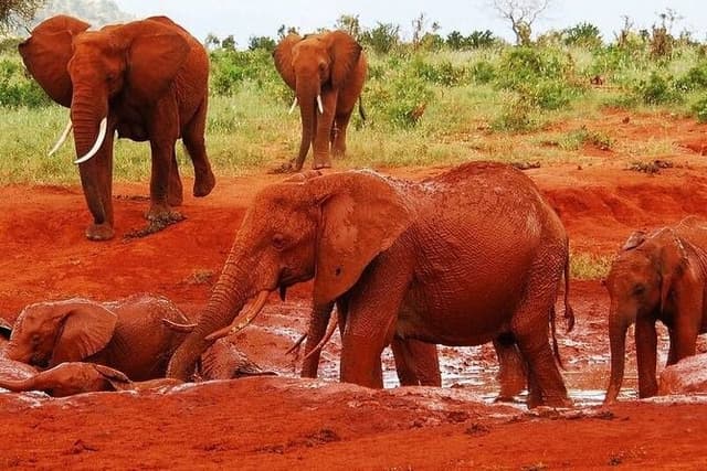 5-Day Safari Tour in 3 National Parks