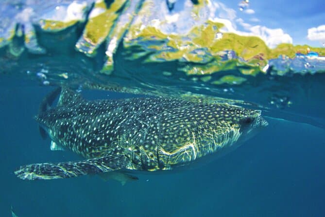 Best Cebu Whale Shark Tours & Marine Adventures