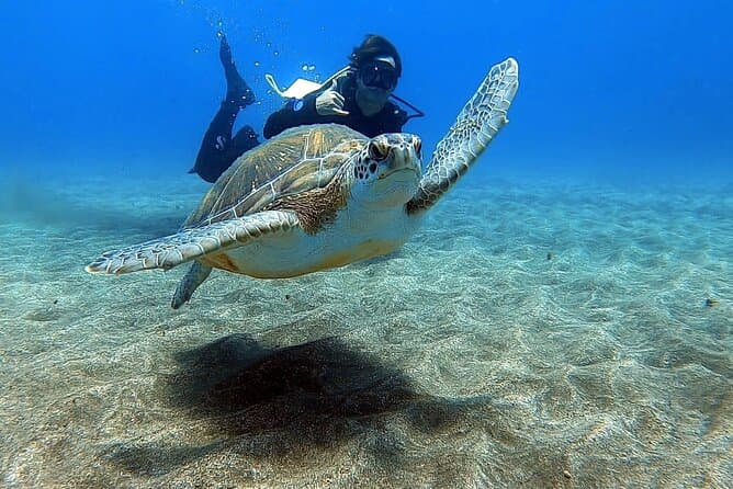 Best Scuba Diving Adventures in Tenerife | Abades Diving