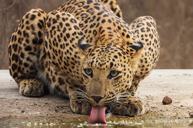 Compare Top Jhalana Leopard Safari Tours