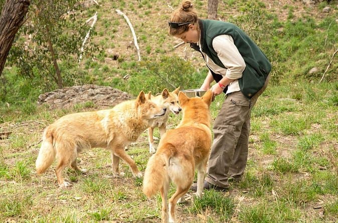 Compare Tours: Cleland Wildlife Park Adelaide