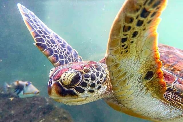 Swim with Sea Turtles; Stone Town with Lunch; Prison Island Tour