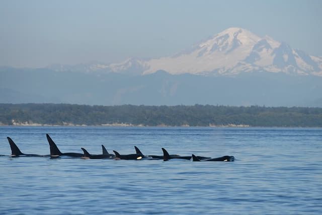 Seattle: Half-Day Wildlife and Whale Watching Cruise