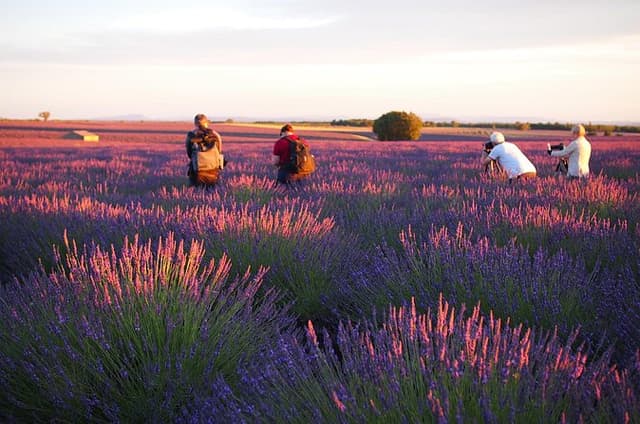 Sunset Lavender Tour from Aix-en-Provence