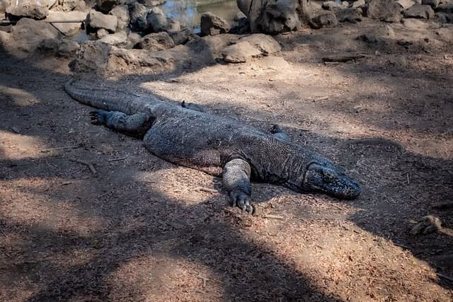 2-Day Komodo National Park and Rinca Island Wildlife Adventure from Bali