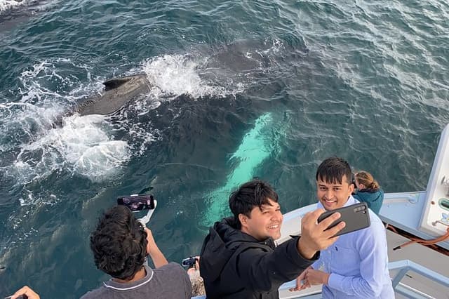 2 Hours Guided Whale and Bird Boat Tour in Bay Bulls