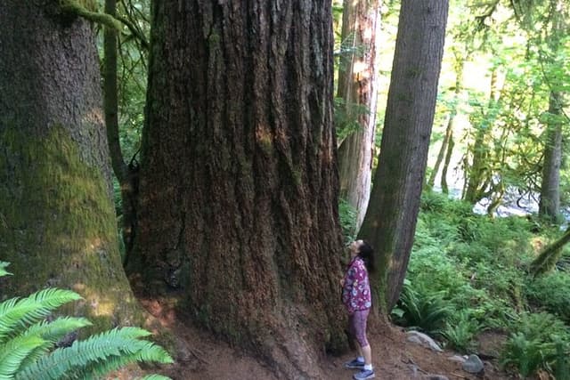 Guided forest hike to Seattle waterfalls incl. Snoqualmie Falls