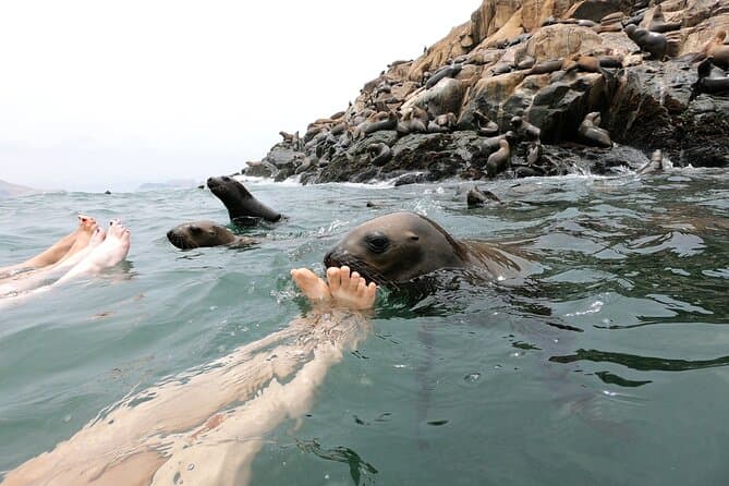 Palomino Islands: The Ultimate Sea Lion Snorkeling Tour