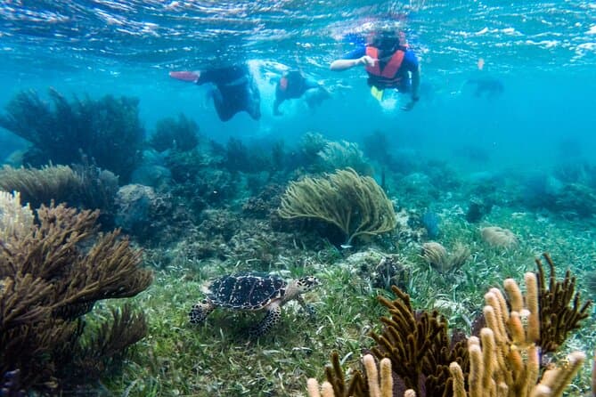Puerto Morelos Reef Snorkeling