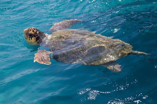 Best Zakynthos Sea Turtle Watching Boat Tours