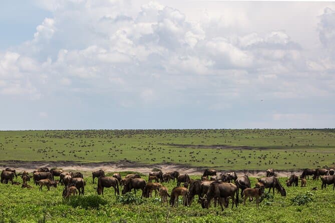 Best Serengeti Migration Tours from Moshi