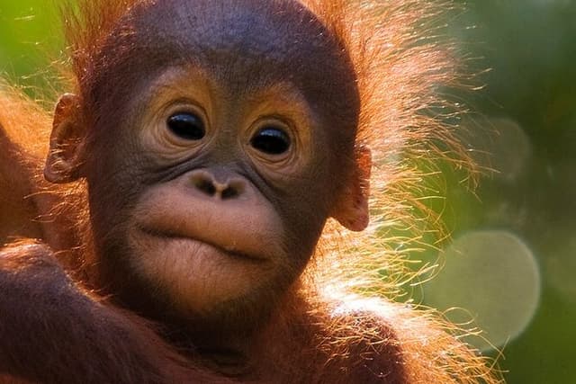 Orangutan Tour Tanjung Puting 2Nights