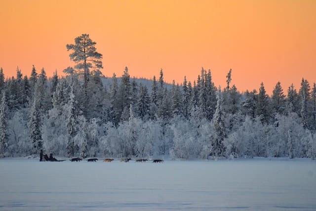 Sunrise Zen Husky Tour (10:00 to 13:00 - sitting on the sled)