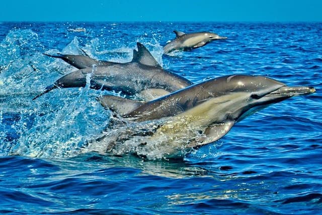 Dolphin Tour, Monkey Tour, Secret Garden, Stone Town, Salaam Cave