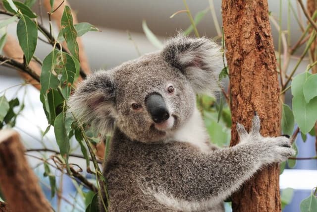 Lone Pine Koala Sanctuary Day Pass