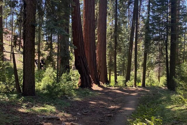 Day Tour to Kings Canyon National Park