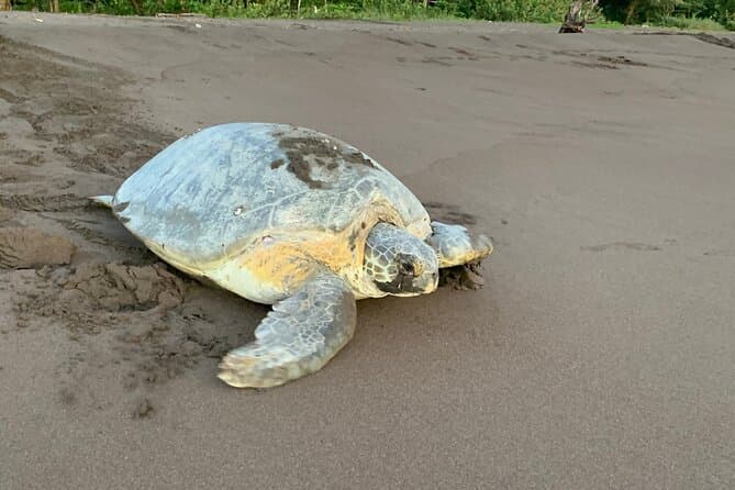 Best Tortuguero Canoe Tours & Wildlife Adventures