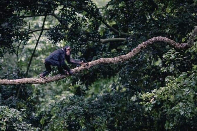 Best Ngamba Island Chimpanzee Sanctuary Tour in Kampala
