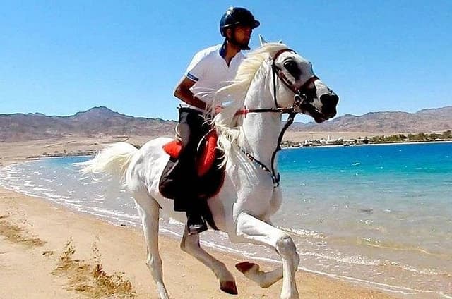 Horse Riding in Dahab